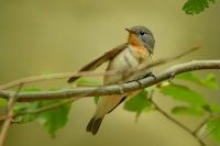 Lejsek maly - Ficedula parva - Red-breasted Flycatcher 5167